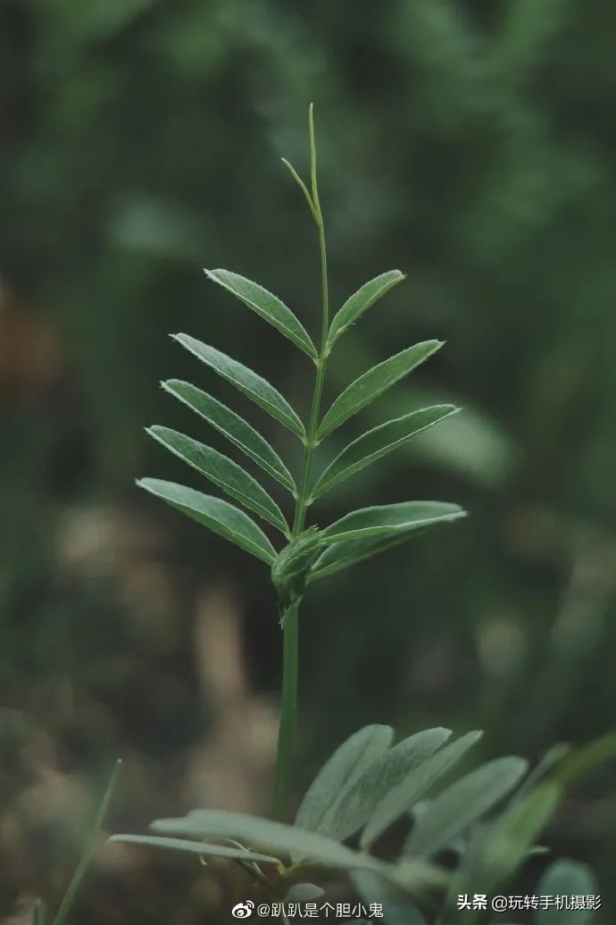 小米手机的遗憾之作,小米手机真香内行人都推荐这三款