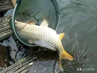 野战蓝鲫怎么解决反水,蓝鲫饵料错误用法