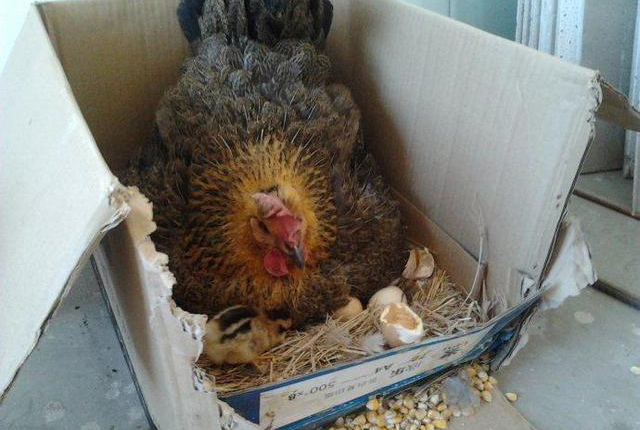 怎样不使母鸡抱窝,怎么让母鸡秋天抱窝最有效