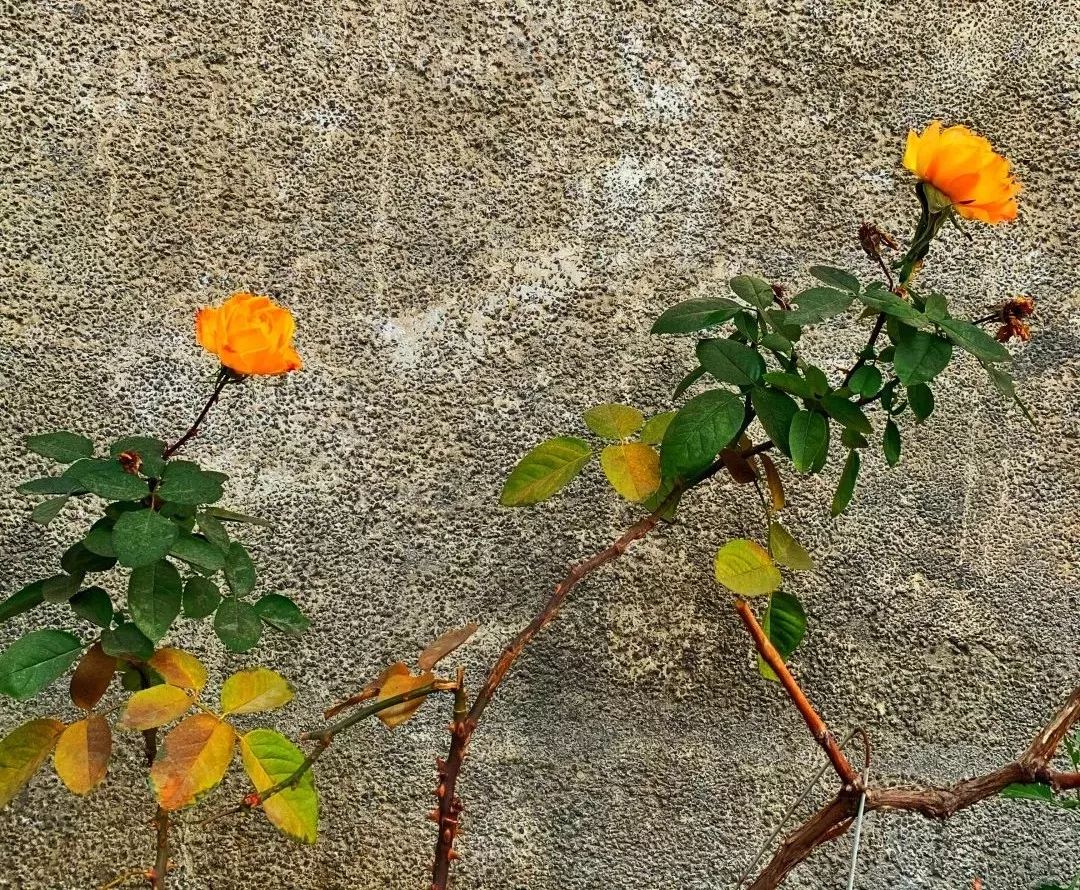 宅家还不逛淘宝？低价格、高格调好物，链接直给，买就完了