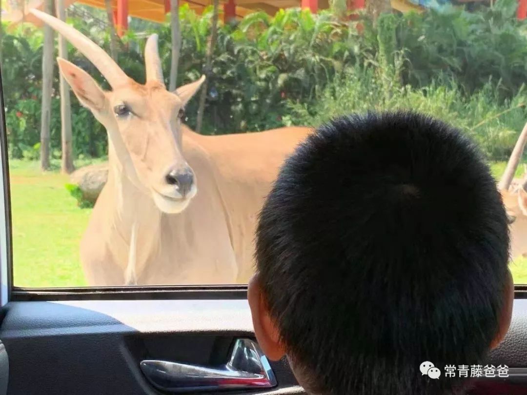 过年去珠海长隆海洋王国游玩攻略,广州长隆欢乐世界带娃一日游攻略