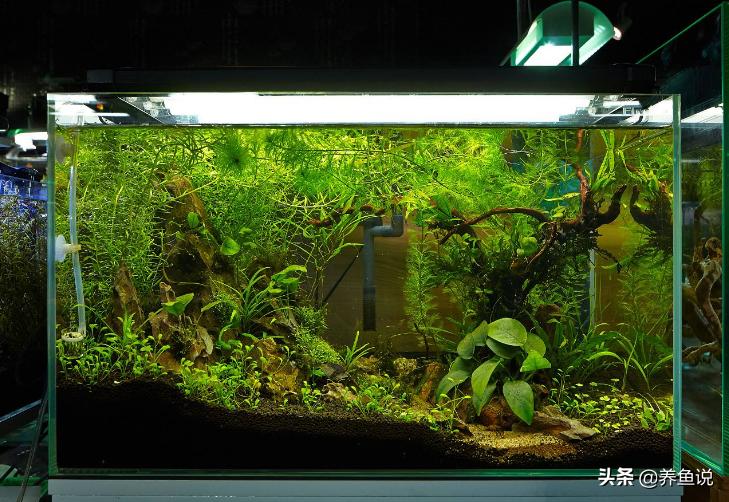 鱼缸铺底砂为什么会发黑,鱼缸底砂发黑发臭怎么办