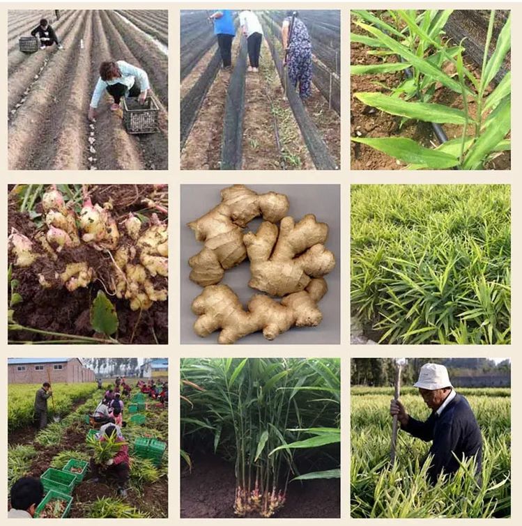 冬吃萝卜夏吃姜这个说法对吗,冬吃萝卜夏吃生姜对吗