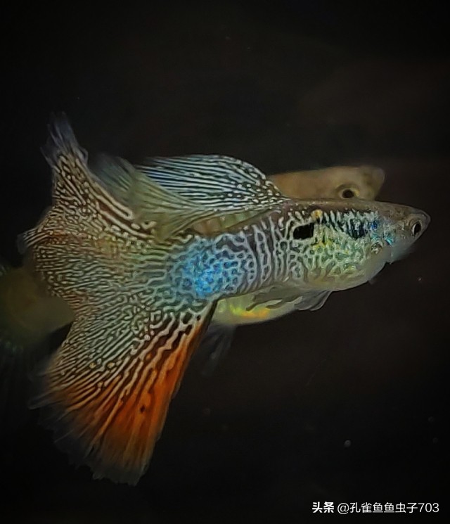 了解孔雀与傣族,了解孔雀视频