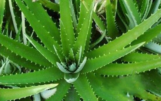 芦荟有毒吗能在室内养吗,芦荟有毒吗能吃吗