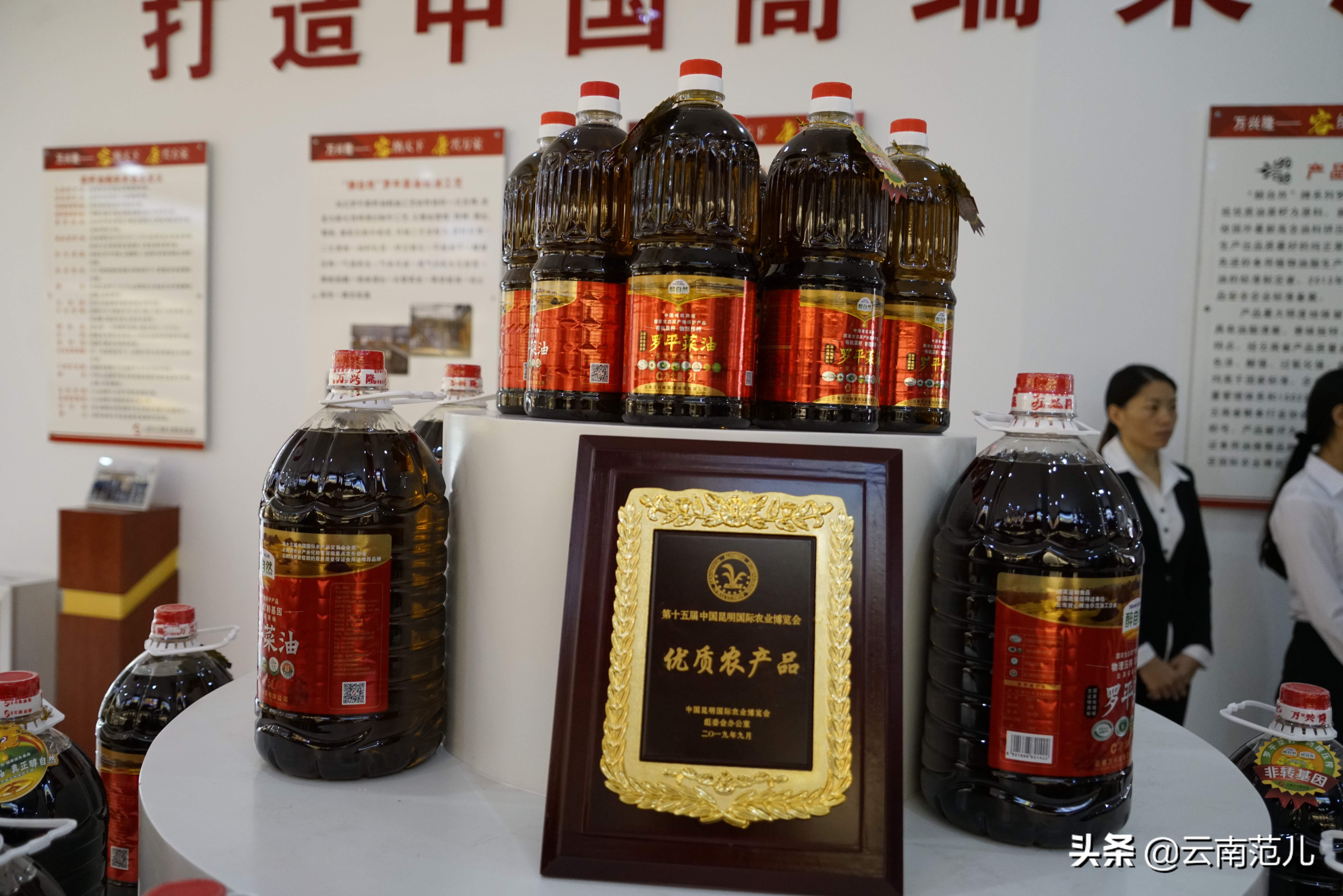 云南的油菜花哪里出名,云南一个地方都是油菜花