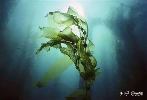 海蓝之谜是不是最好的,海蓝之谜最值得买的产品是什么