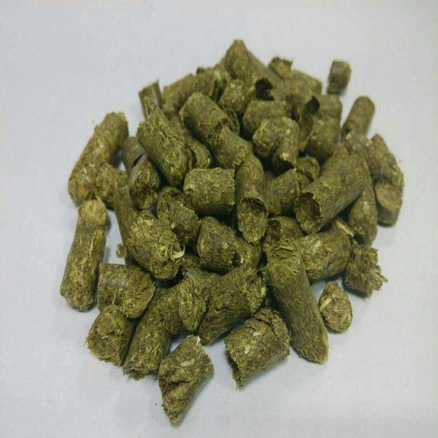 主人给小仓鼠们做饭吃,主人给仓鼠喂东西视频