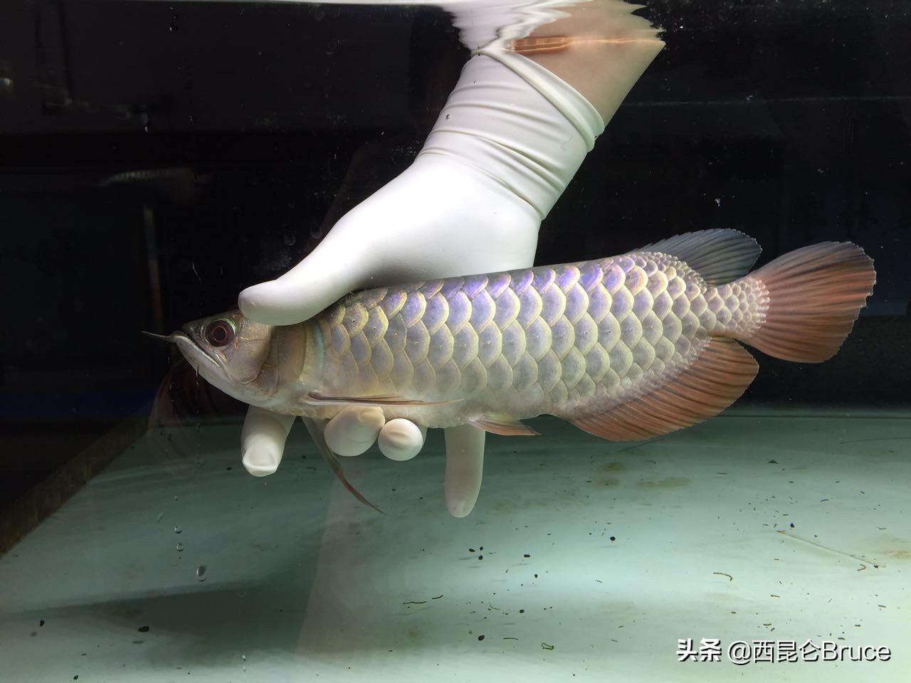 800万加长版的劳斯莱斯,800万天价拍卖视频