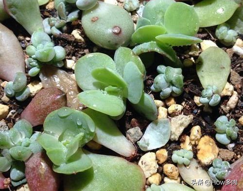 碧桃多肉老桩状态,碧桃多肉老桩怎么养出状态