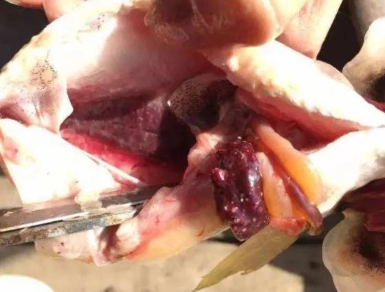 大黄鱼内脏也有白色结节？是什么原因造成的？