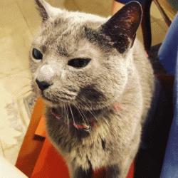 英短蓝猫和俄罗斯蓝猫的区别,英短蓝猫纯种俄罗斯蓝猫