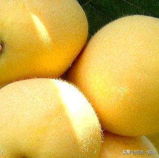 枇杷不是越黄越甜，买枇杷记住这5点，果肉幼滑赛榴莲