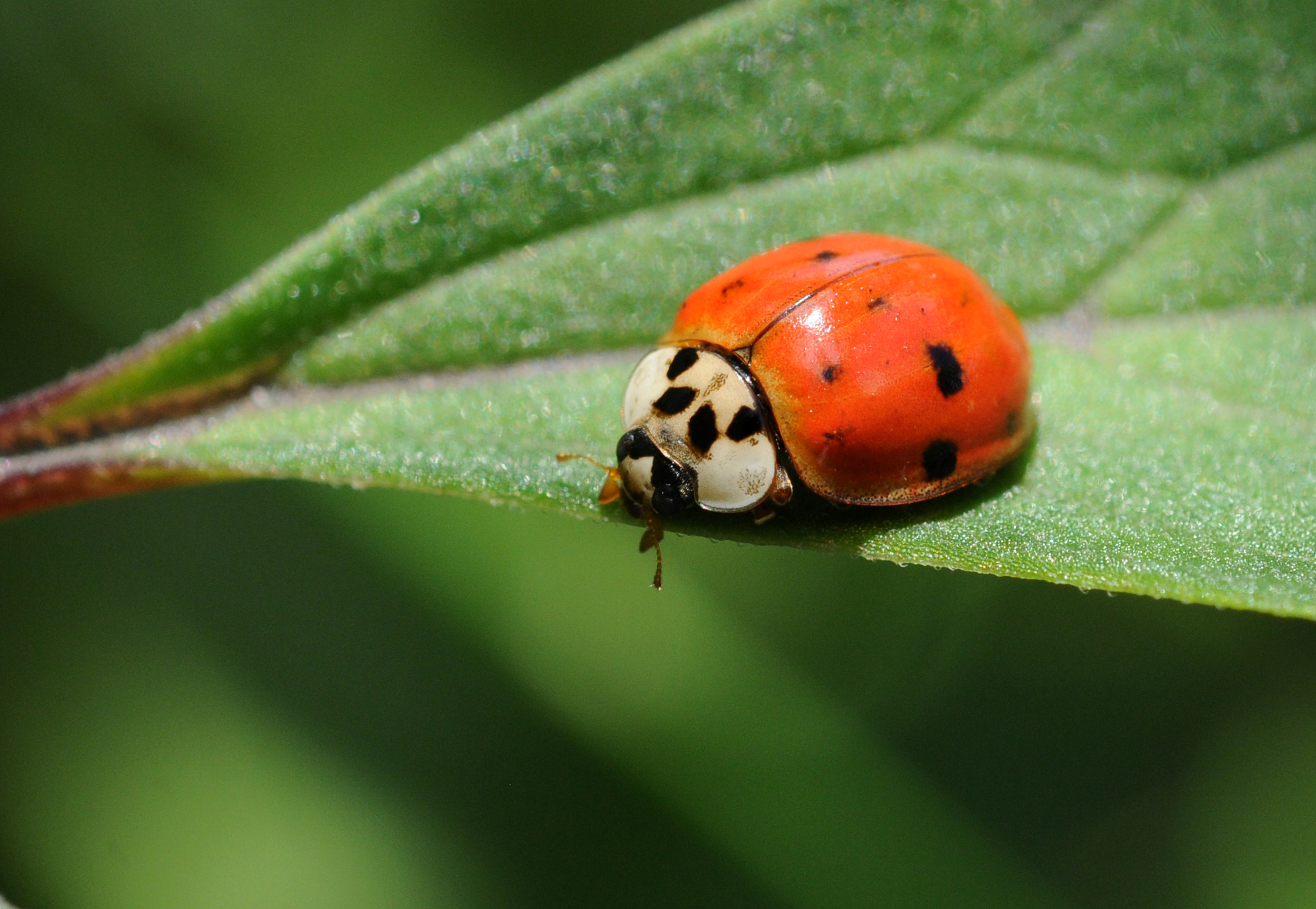 异色瓢虫和四星瓢虫,异色瓢虫与瓢虫的区别