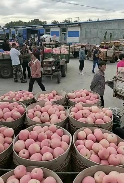 苹果大面积滞销掉价果商边卖边亏,苹果果农都是怎么销售出去的