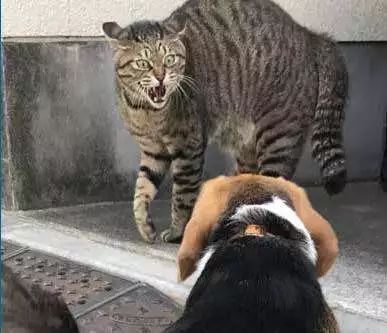 怎么预防猫咪对人的危害,怎样预防猫咪各种疾病