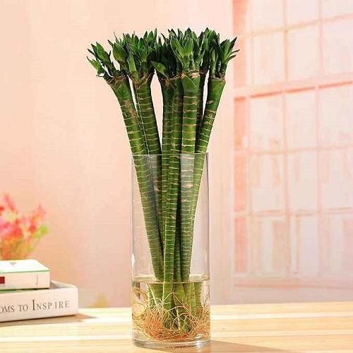 池塘养观赏鱼对水要经常怎么处理,养鱼不注意这几点对鱼伤害很大