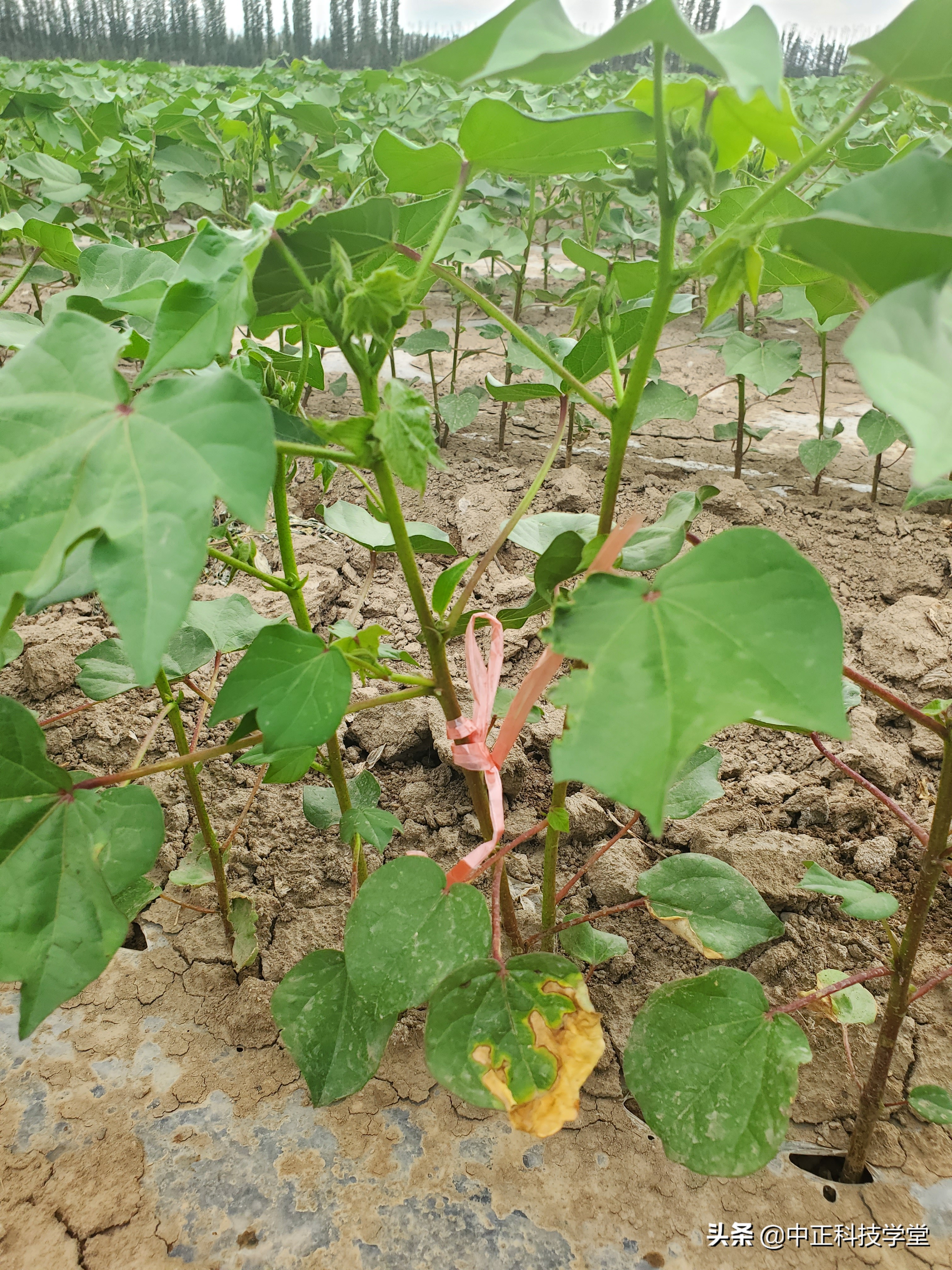 治疗棉花黄萎病哪种药最好,棉花枯黄萎病最新最详细防治方法