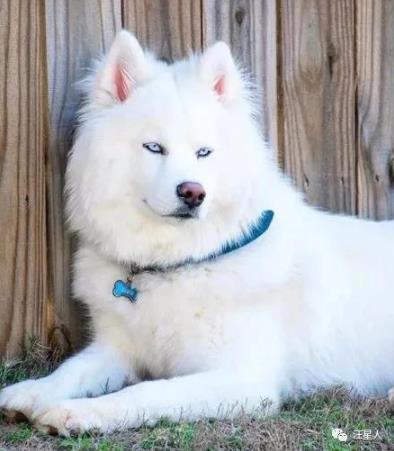 一只经常被误认为萨摩的哈士奇，没想到它居然长这样，太沙雕了