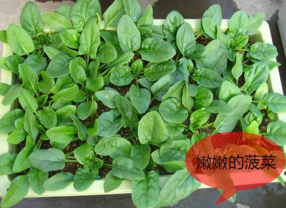 北方冬季小拱棚种菠菜可以吗,家庭阳台菠菜种植方法全过程