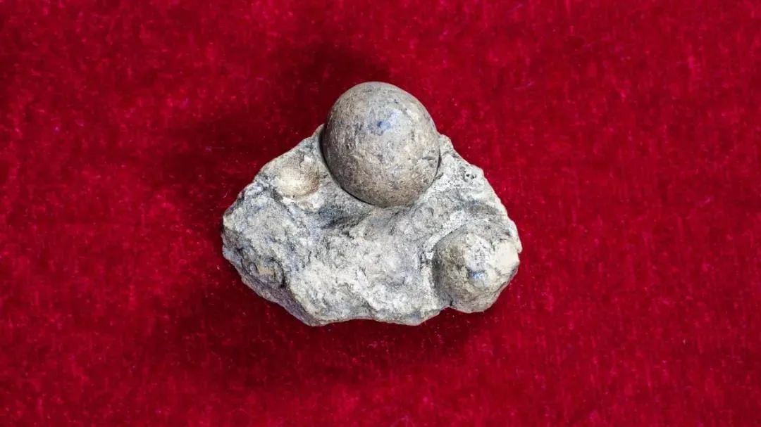 世界唯一的茶籽化石在贵州普安,茶籽化石被保存在哪个博物馆