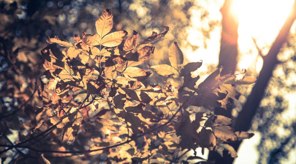 初秋的诗词经典赏析,初秋诗词大全100首