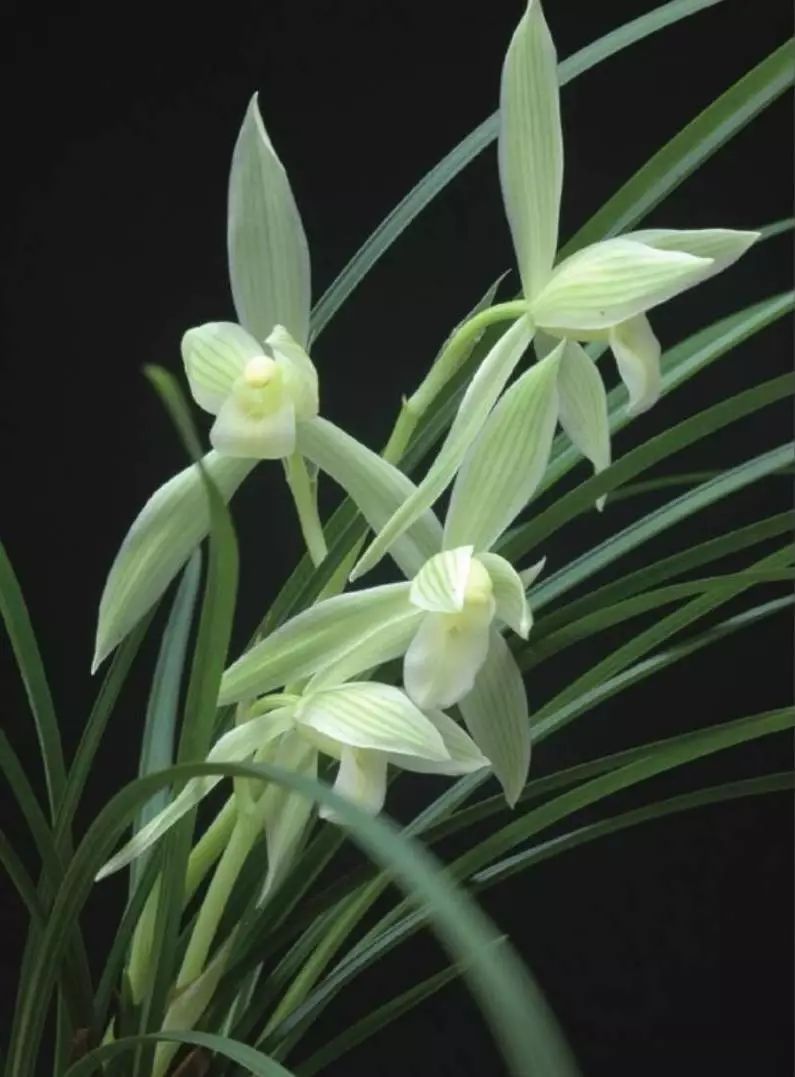 养兰新手用啥盆,最简单的养兰植料