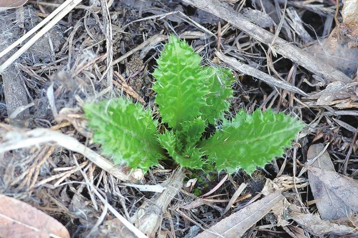 清明植物图鉴,清明时有什么植物和动物