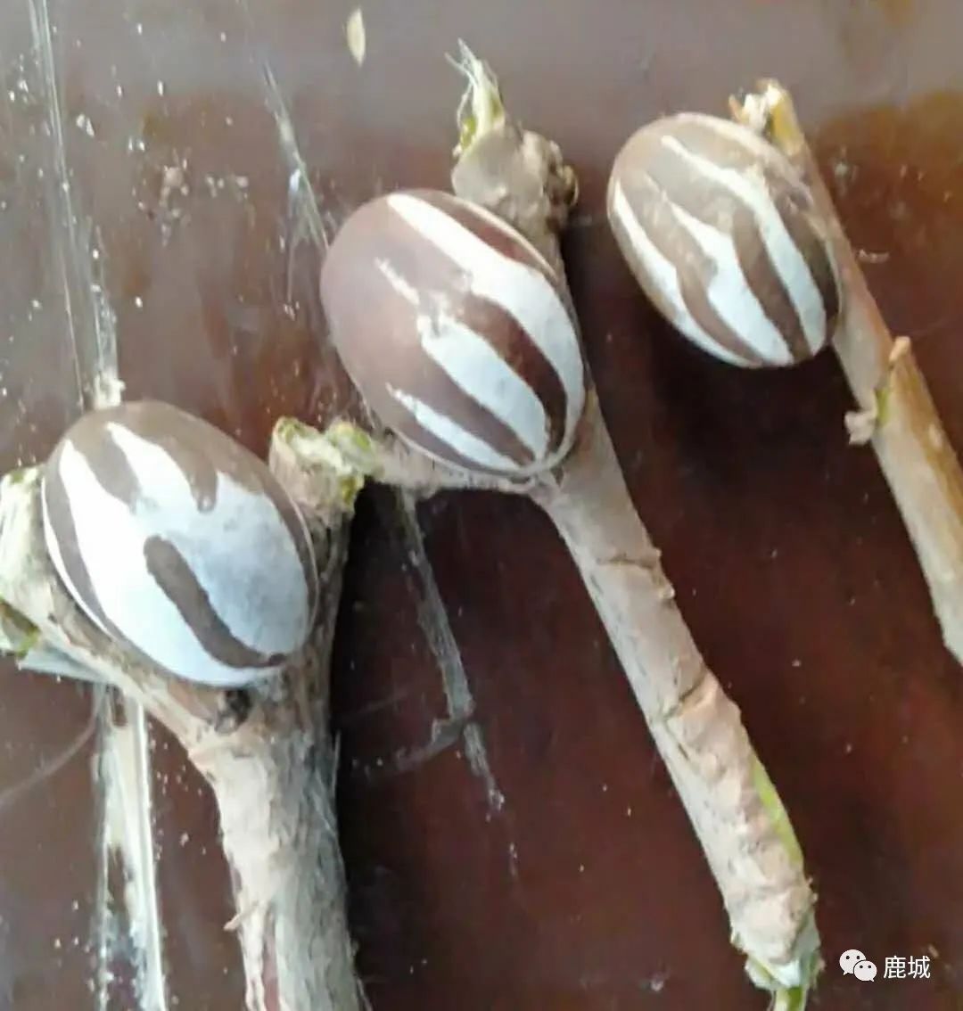 童年的记忆放羊,童年的记忆粤语版