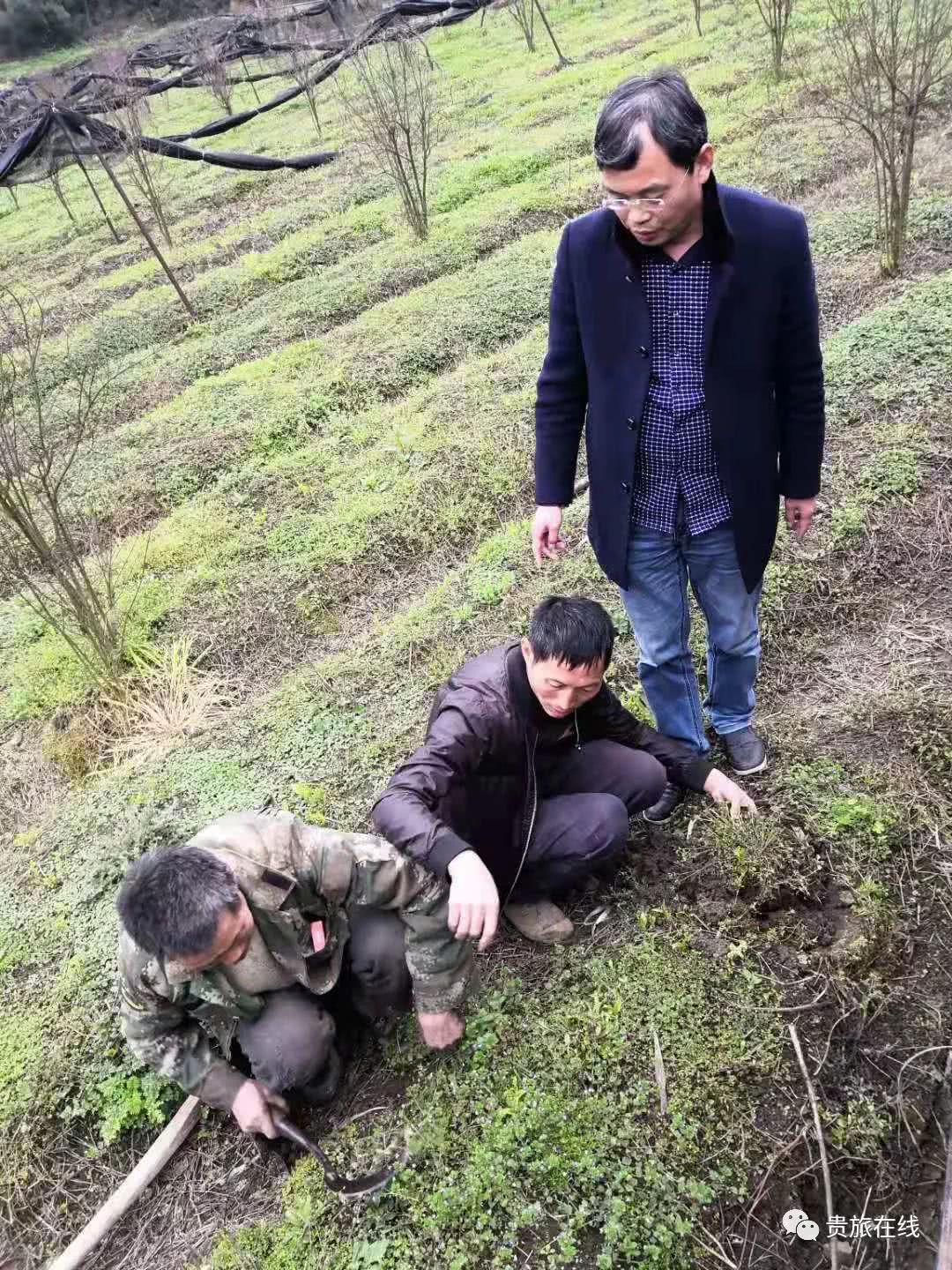 吴博士:让我们认识认知认同白及