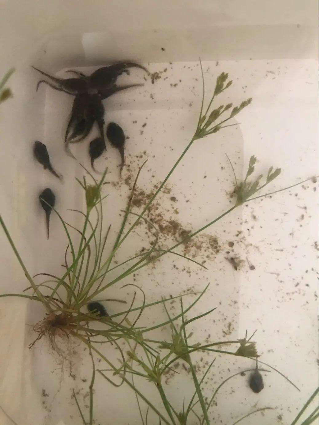 观察蝌蚪八天成长图片,观察蝌蚪的生长视频