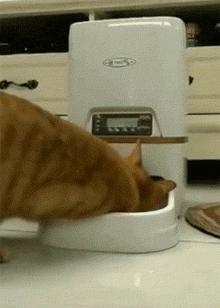 猫咪怎样的表现证明它是挑食了,猫咪挑食不吃西瓜怎么办