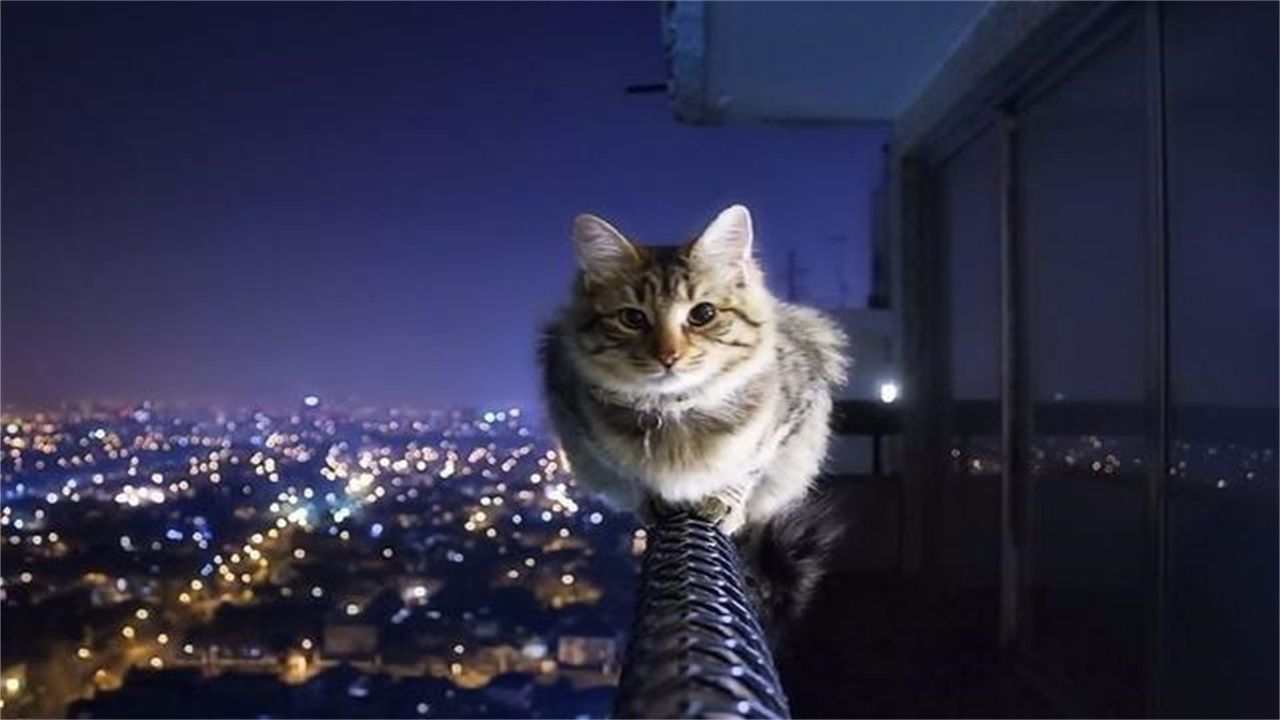 动物趣味知识问答,动物趣味小知识