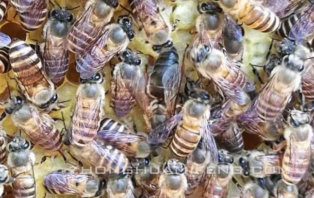 蜜蜂越冬大棚,越冬蜜蜂分家