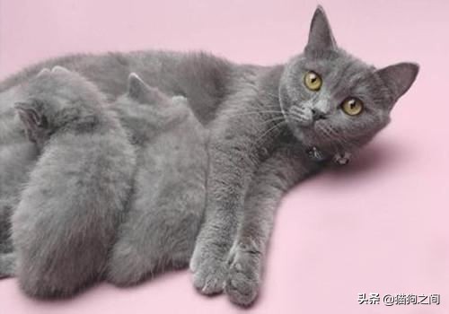 母猫怀孕还能驱虫吗,养小母猫注意事项