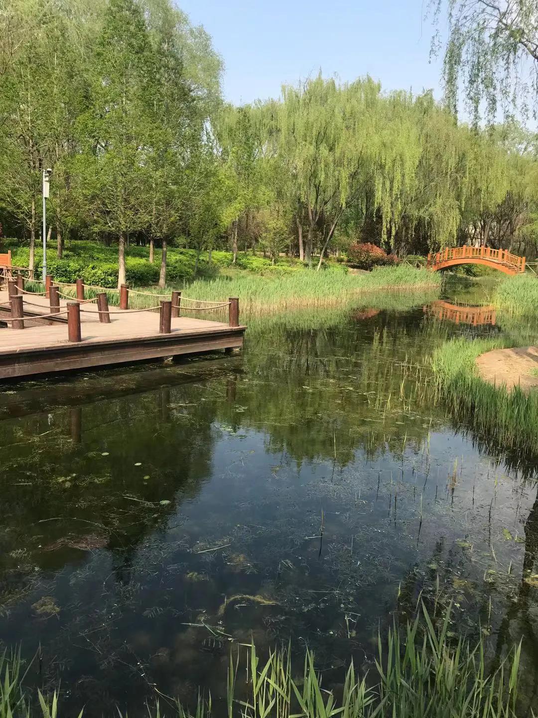 雪中飞舞的青鸟,雪中的青鸟