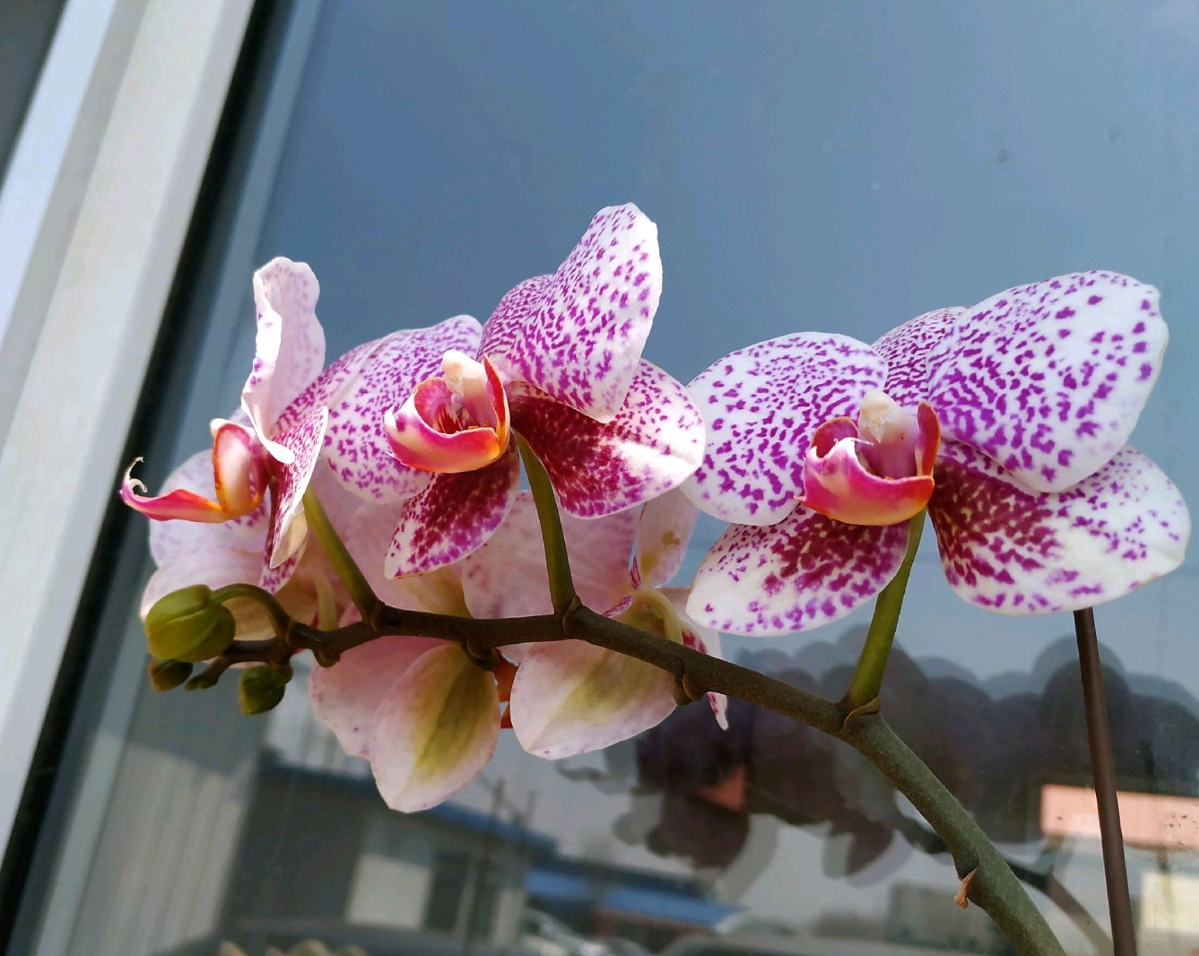 蝴蝶兰的根子不往花盆里扎，感觉蝴蝶兰根子有趋光性