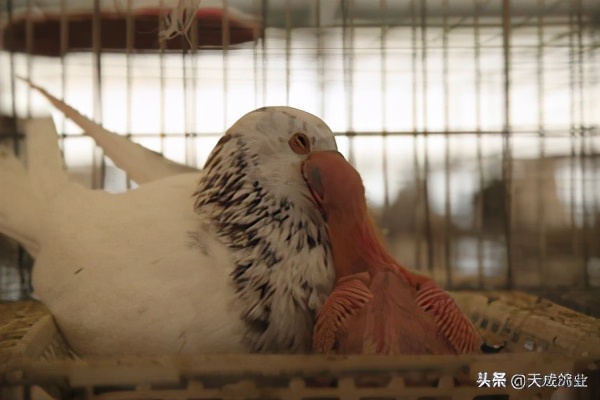 鸽子都吃什么米,小鸽子吃什么