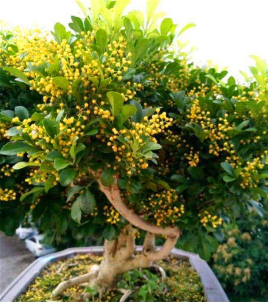 怎么让米兰花爆盆快,怎样让米兰开花不断