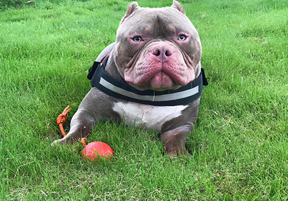 狗狗上厕所有褐色血怎么回事,养狗的尿怎么处理