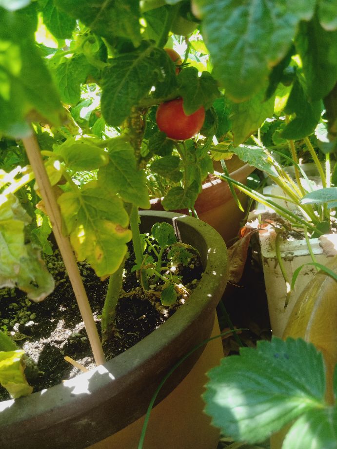 樱桃番茄最好的颜色,樱桃番茄挑选