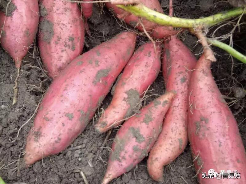 地瓜干酒属于什么档次,地瓜干酒好喝吗真实测评