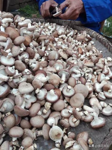 家庭没有烘干机香菇怎么烘干,香菇烘干机的操作