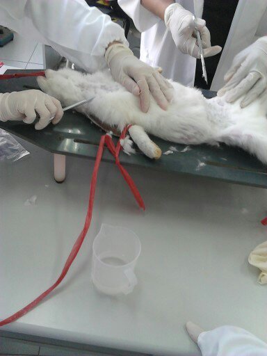 兔子野化,兔子野外环境是如何的