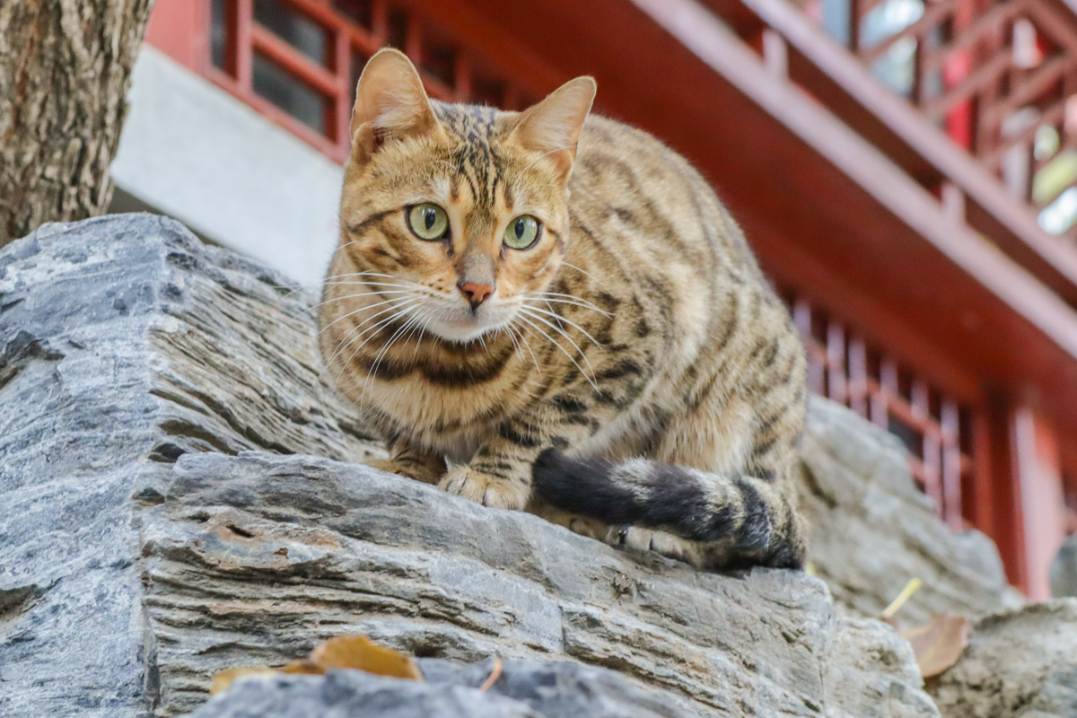 佳能eosm200测评,相机推荐入门佳能eosm200