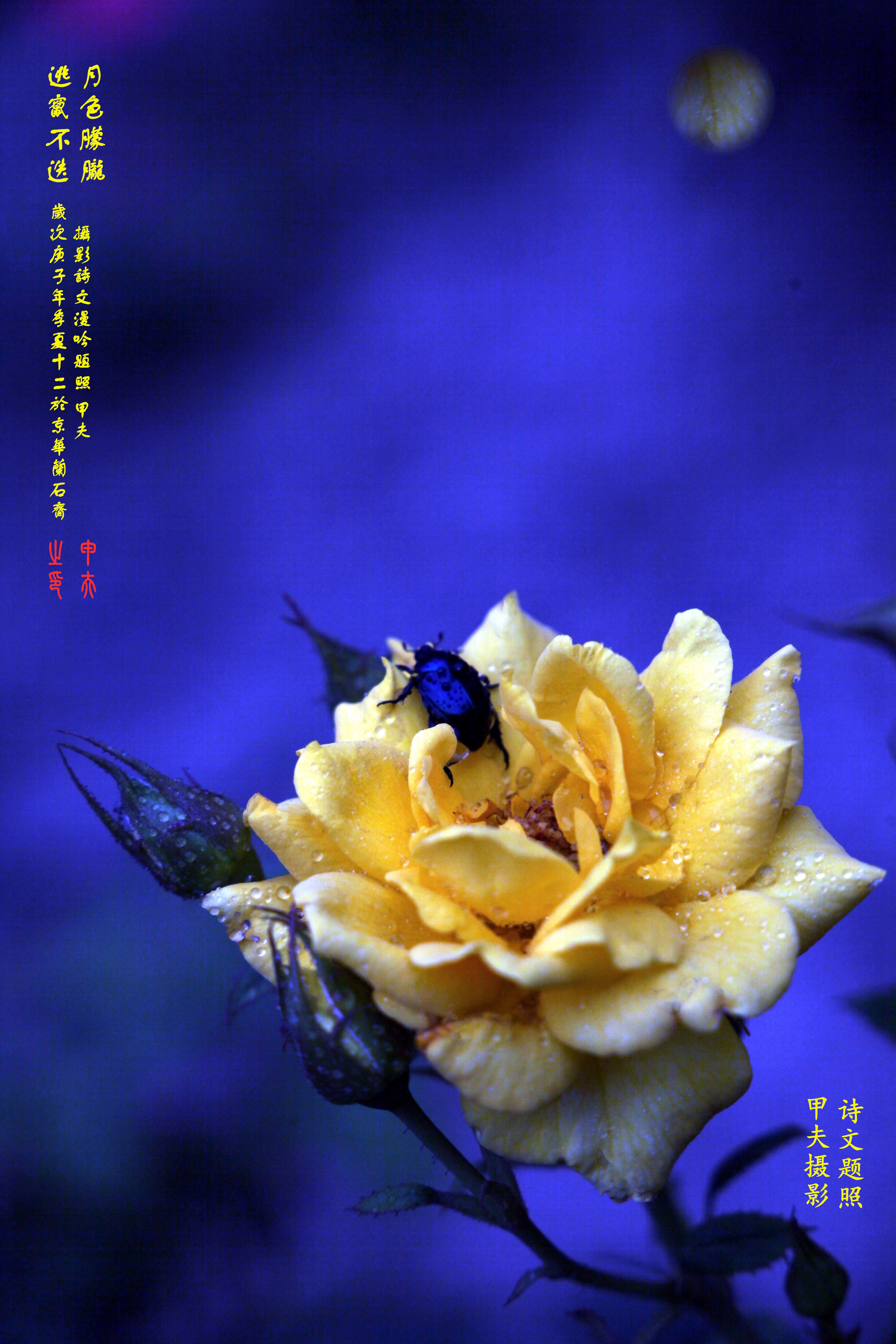 鐢插か鎽勫奖浣滃搧,鐢插か鎽勫奖浣滃搧鍥剧墖