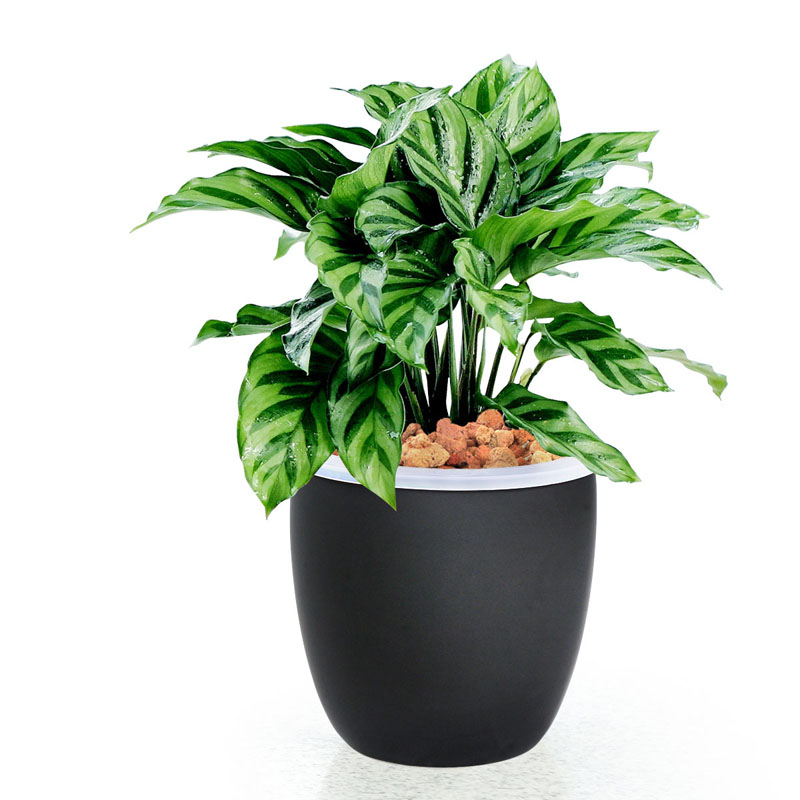 去除家具甲醛的植物,去除甲醛的植物花卉有哪些