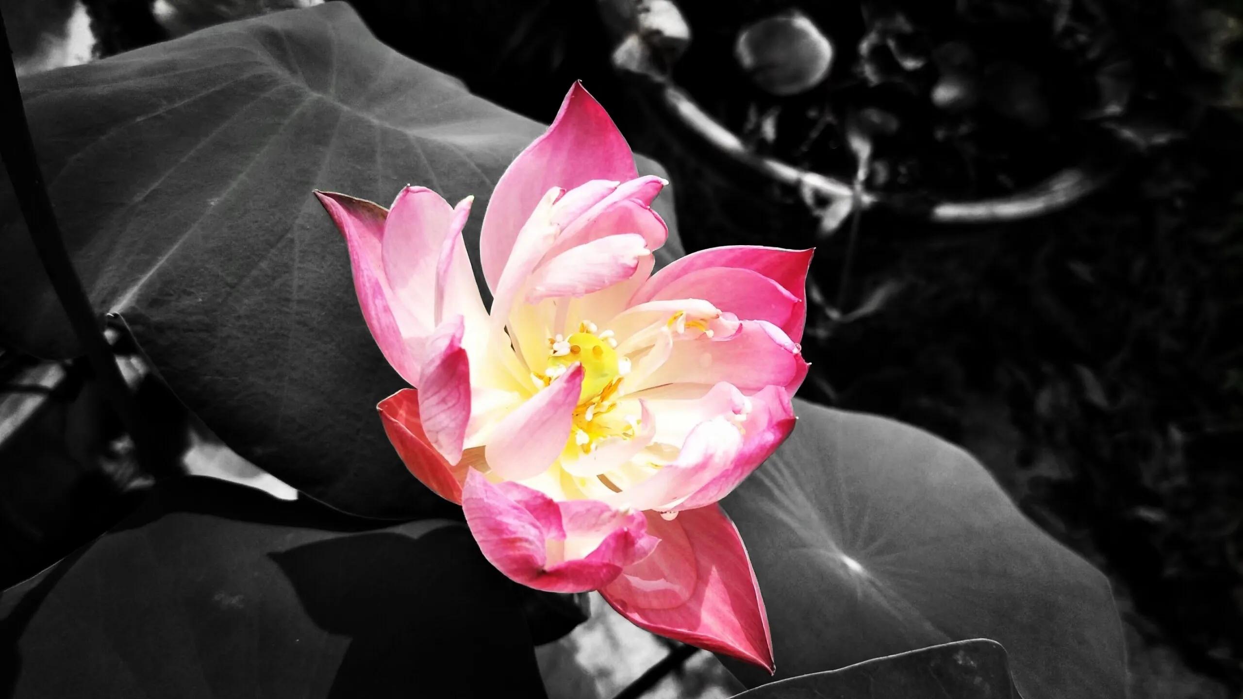 打坐静心的核心要领,怎样正确打坐修炼功法