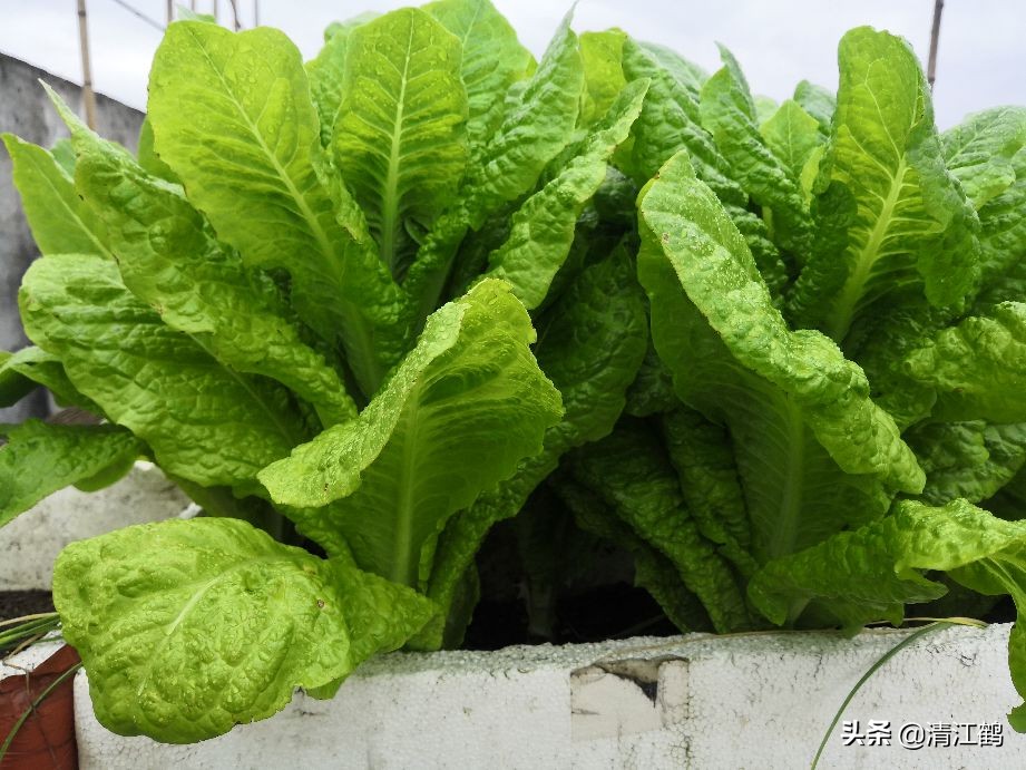 蜗牛吃菜用什么药消灭它,蔬菜上蜗牛用什么药才能杀灭