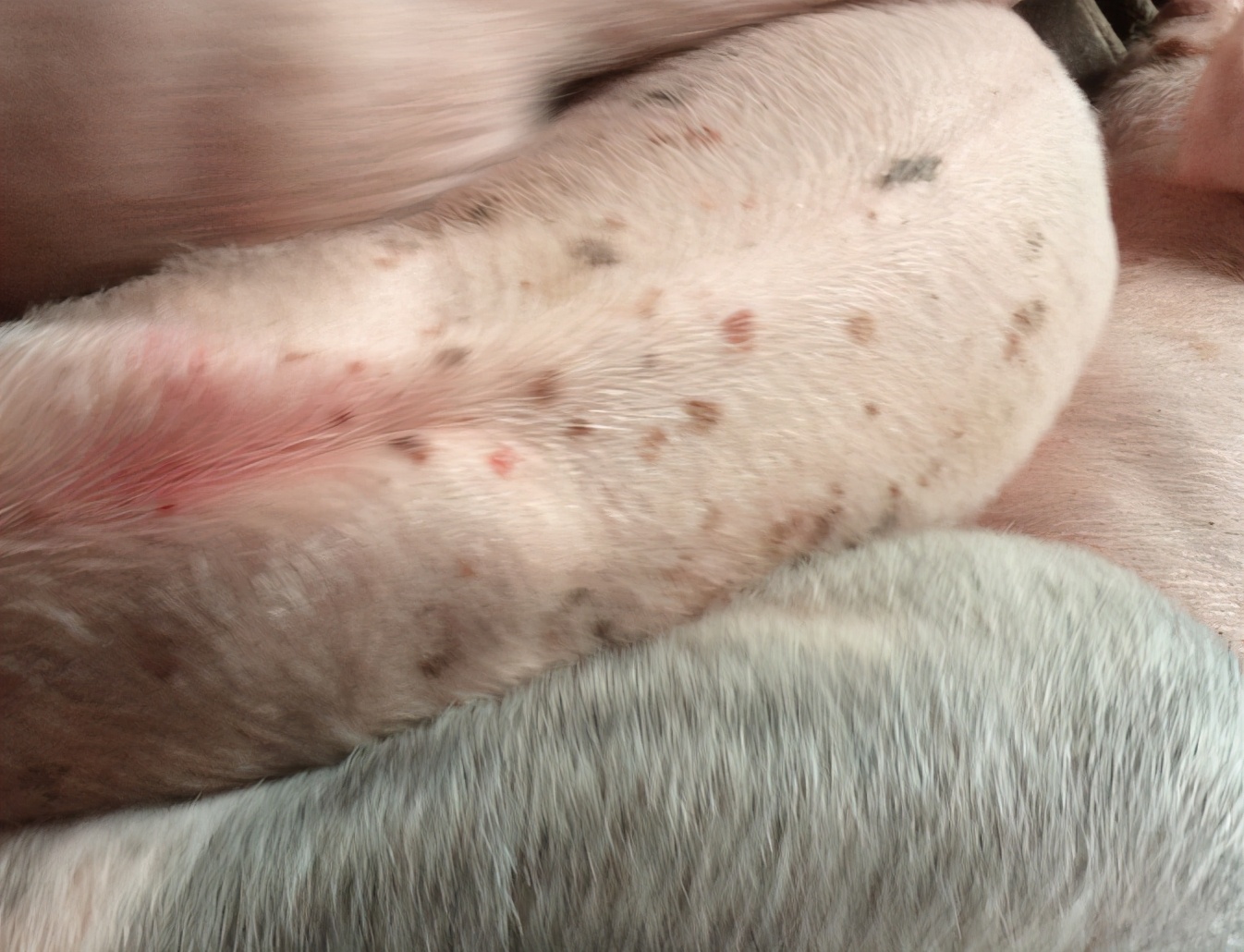 断奶仔猪身上有水泡破皮什么病,仔猪耳朵破皮结痂应怎么治疗